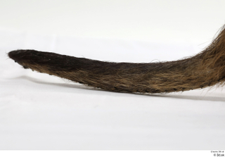 Nutria tail 0003.jpg